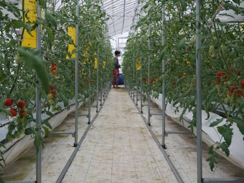 皆で美味しいと伝え合える野菜作りを目指しています。