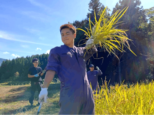 稲刈りをする古屋選手