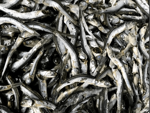 とれたての魚は最高に美味しいです!