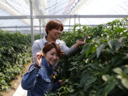 <シシトウ農家>都築さん(就農5年目)