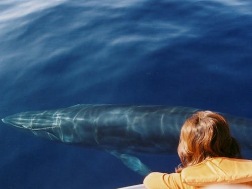 館長は太平洋を泳ぐニタリクジラ