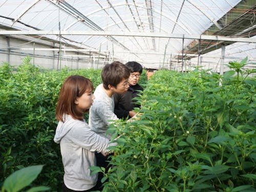 ハウスでの実習