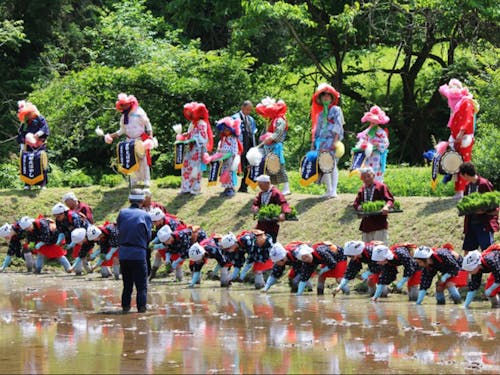 毎年5月!恒例の花田植え♪
