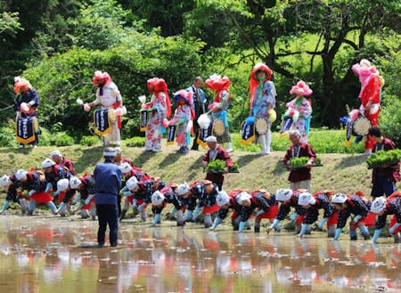 毎年5月!恒例の花田植え♪