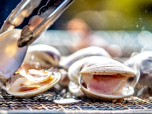 鹿嶋市特産!鹿島灘産はまぐり