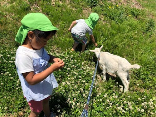 お散歩はヤギさんと一緒