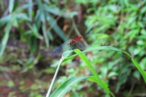 様々な生物が生息するとんぼ池