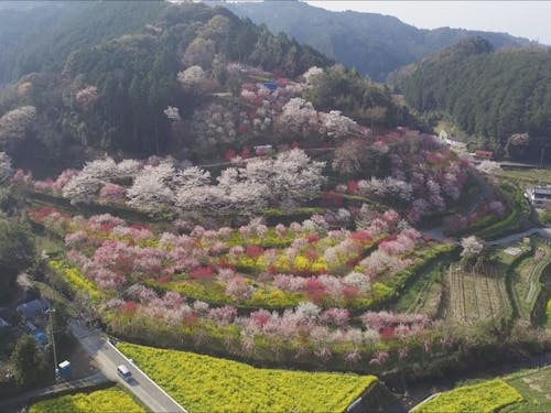 西川花公園~西川花祭り~