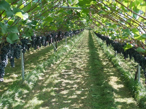南郷地区に育つワイン用ぶどう
