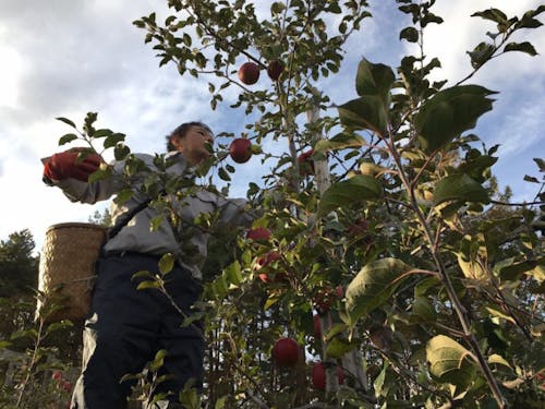 南郷地区で栽培が盛んな果樹農家での農作業補助