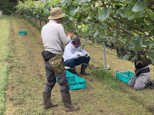 ワイン用ぶどうの収穫作業の様子