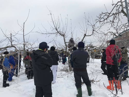 冬の剪定作業。