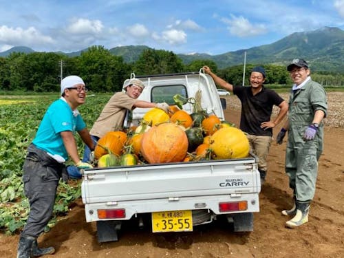 ニセコハロウィン用のカボチャの収穫