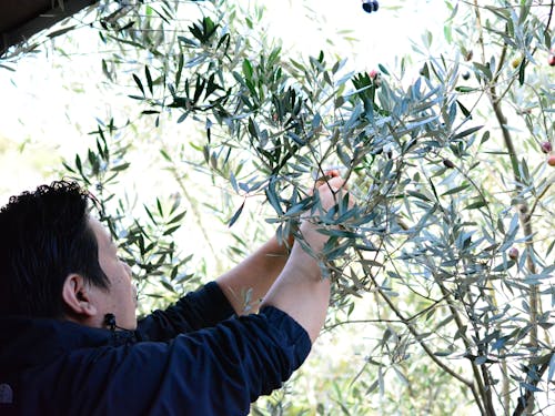 オリーブの収穫