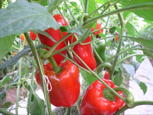 西都産のカラーピーマン