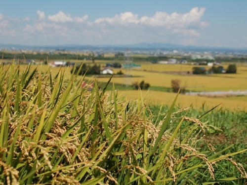米どころ深川市