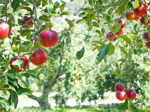 中野市生まれのりんご「秋映」(あきばえ)