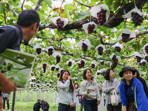 地域おこし協力隊プロデュース「農業・農村暮らし体感ツアー」
