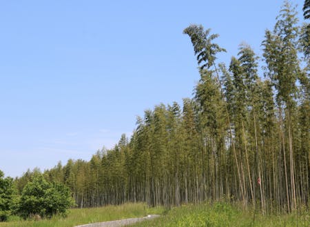 久慈川河岸の広大な竹林
