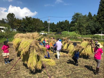 未来創生塾「みらい米」の収穫の様子