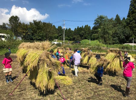 未来創生塾「みらい米」の収穫の様子