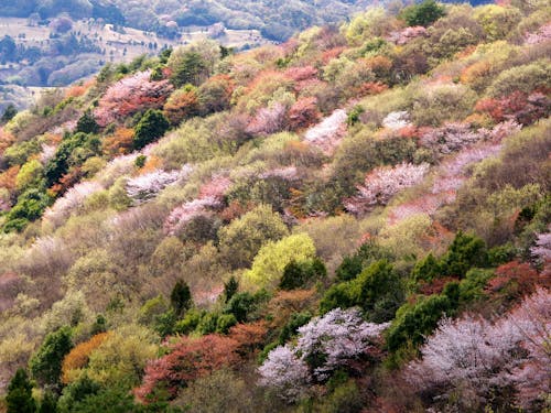 3月下旬から約1か月間55万本のヤマザクラが咲き誇ります