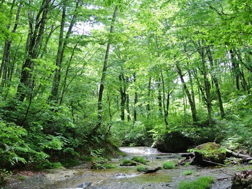 ブナ林に代表される豊かな自然