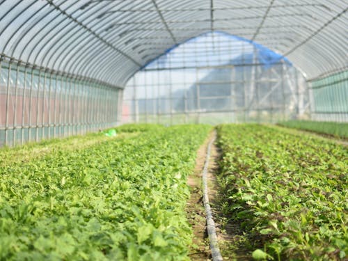 ベビーリーフ農園