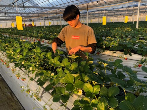 災害から復興 イチゴハウス新設