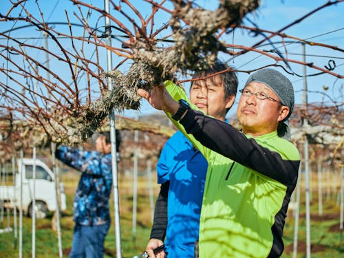 先輩農家のもとで学んでいただきます