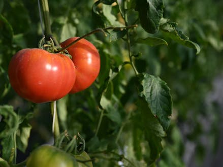 デアルケのトマト２