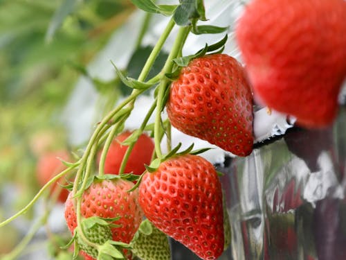 いちごにりんごなど果樹も栽培