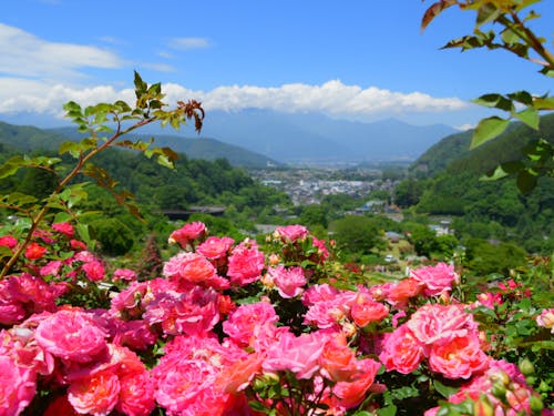 ローズガーデンから眺める高遠のまち