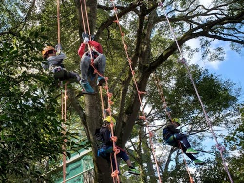 ツリークライミング(放課後子ども教室)