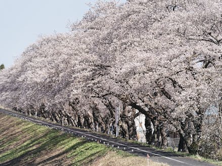 請戸川リバーラインの桜並木