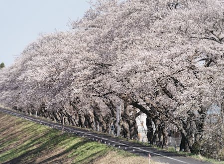 請戸川リバーラインの桜並木