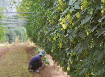 ビールの原料「ホップ」の栽培もしています。