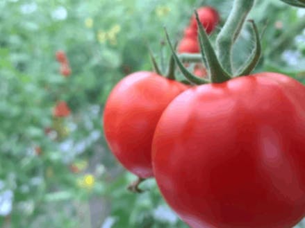 磐梯産トマト