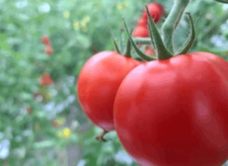 磐梯産トマト