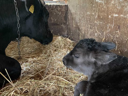 あっぷるふぁーむは牛も飼っています。