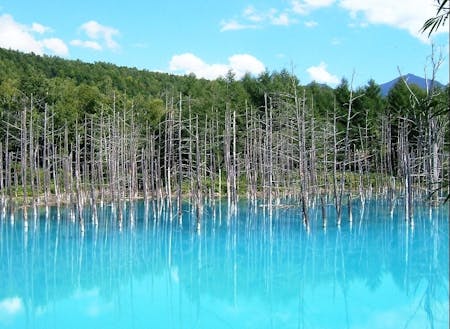 人気観光スポット　白金 青い池