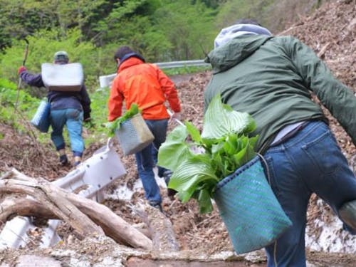 山菜採り名人の下には、食材に惚れた都内の飲食店シェフが訪ねています