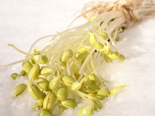 シャキシャキ触感の、黒千石もやしです。