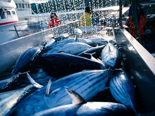 漁業水産業が主産業の宮城県気仙沼。ここからまちの経済がはじまっていると言っても過言ではありません。