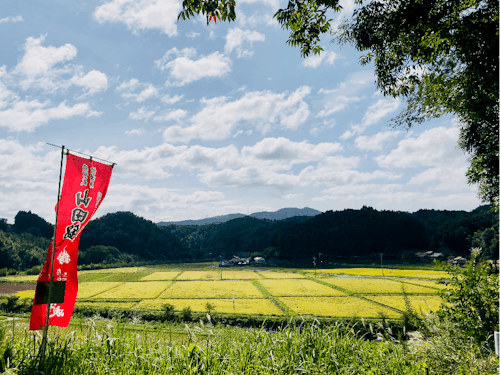 刈取り直前の酒米の田んぼ。絶景です!今は雪景色、当日披露できるかも?