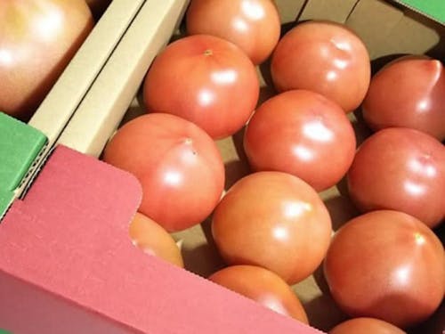 奥村さんが栽培したつっやつやのトマト