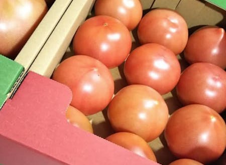 奥村さんが栽培したつっやつやのトマト
