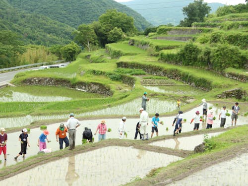 中山棚田活性化推進員(イメージ)