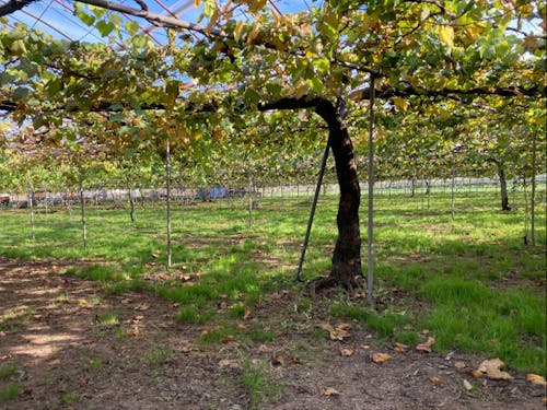 ぶどう園の様子