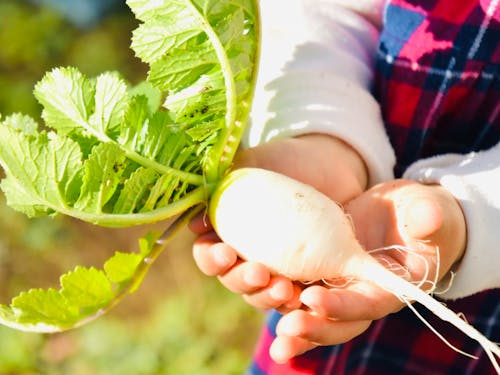 市場に出ていない農作物を活かす